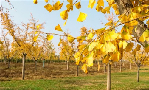 西安公墓一般在哪里購買