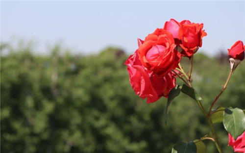 西安墓地大概多少錢-西安墓地行情如何？