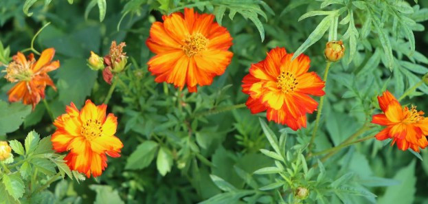 西安陵園現(xiàn)在開放了嗎-西安陵園開放情況