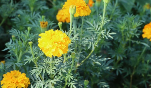 西安墓園報(bào)價(jià) - 西安墓地一般多少錢