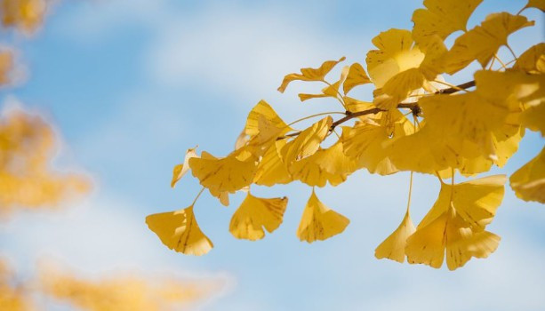 西安人文紀(jì)念園交通情況，來園路線