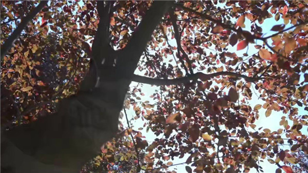 西安墓園哪里好?依山傍水-免費(fèi)接送看墓