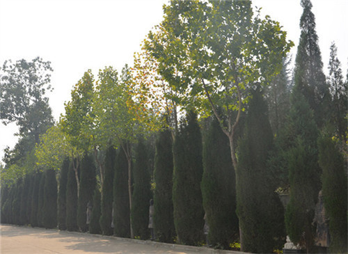 西安墓園選擇攻略-西安墓園選擇攻略