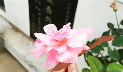 西安熱門墓園特色與選擇建議