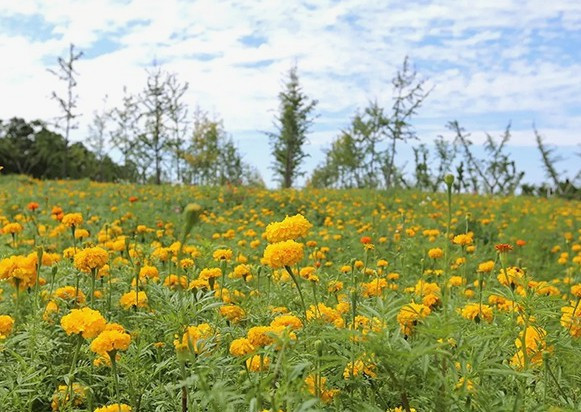西安高橋骨灰墓園公墓價格表