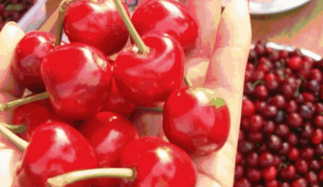 白鹿塬萬(wàn)畝櫻桃園